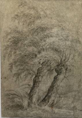 Jacques d'Arthois - Study of Willow Trees