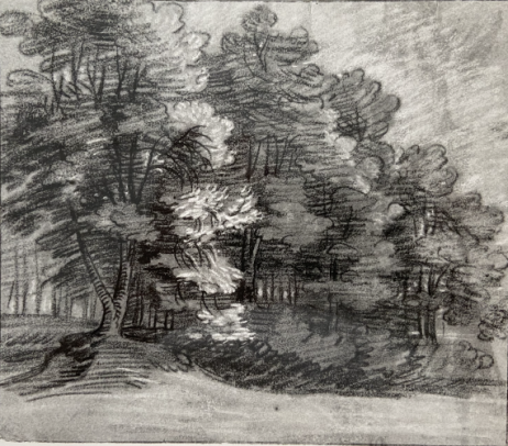 A forest Edge