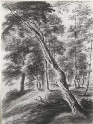 Jacques d'Arthois - Forest Scene with Tree in the Foreground