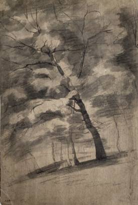 Jacques d'Arthois - Trees Study